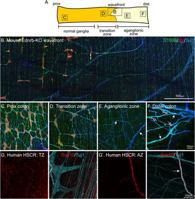 Development, Diversity, and Neurogenic Capacity of Enteric Glia